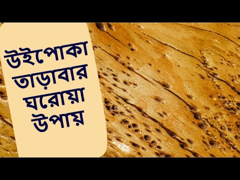 ভিডিও: উইপোকা কিভাবে তাদের ঘর বানায়?