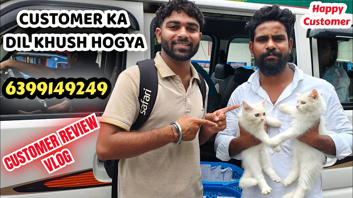 Video 10031481: blue eyes persian cat, white persian cat, persian kitten, cats kittens living