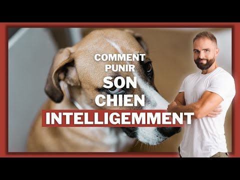 Vidéo: Votre chien est-il agressif ou exubérant? Voici comment dire