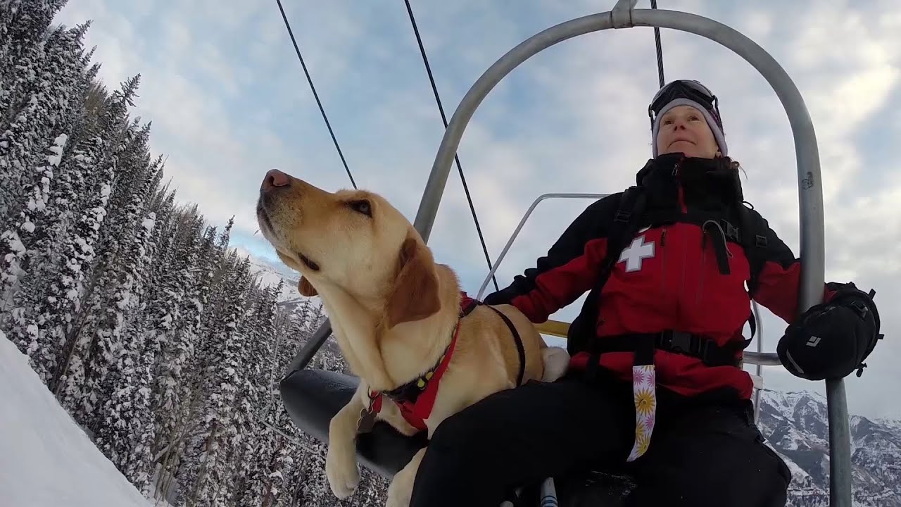 Avalanche dogs: complex training for rescue at high altitude