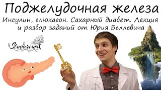 видео: Поджелудочная железа. Инсулин и глюкагон. Сахарный диабет. Лекция и разбор заданий от Юрия Беллевича картинка: Поджелудочная железа. Инсулин и глюкагон. Сахарный диабет. Лекция и разбор заданий от Юрия Беллевича