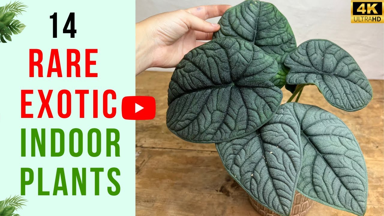 14 Exotic Indoor Plants | Exotic Houseplants Youll Love