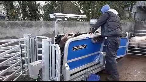 CLIPEX Sheep Handling - Clipex Sheep Handler with Auto Drafting
