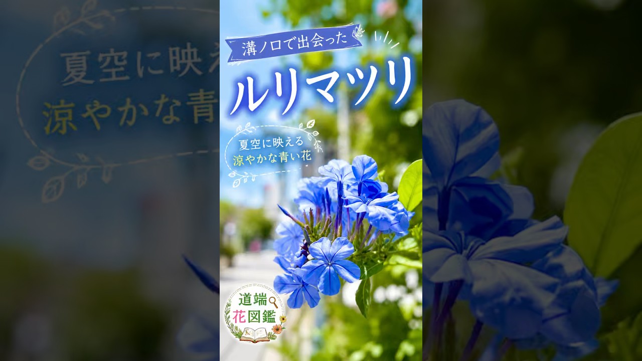 Plumbago | The Star of the Mizonokuchi Station Flower Bed