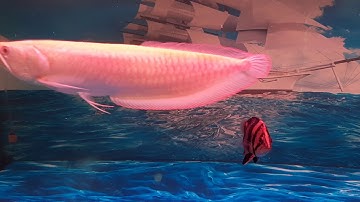 Cá rồng cộng đồng , nuôi ghép thành công 3 cá thể cá rồng