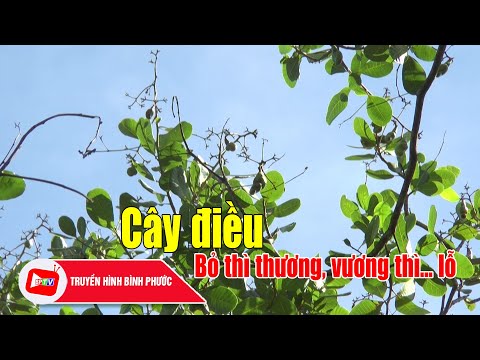 Cây Điều Bình Phước - Người nông dân có còn “mặn mà” với cây điều? |BPTV