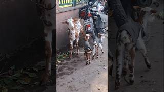 Top Quality Barbari Bakri With 2 Kids Nimbu Park Bakra Mandi
