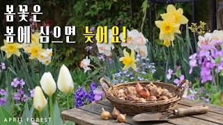 봄에 진심인 7년차 가드너의 추식구근 리스트와  조화로운 꿀조합 식물들🌸🌿 + 작약 ㅣ구독자이벤트🙋‍♀️