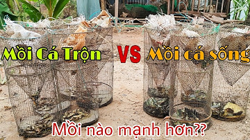#29 Đặt Lợp Ếch Với Hai Loại Mồi Cá Sống Và Mồi Cá Trộn Xem Mồi Nào Sẽ Chạy Mạnh Hơn || Học vlog