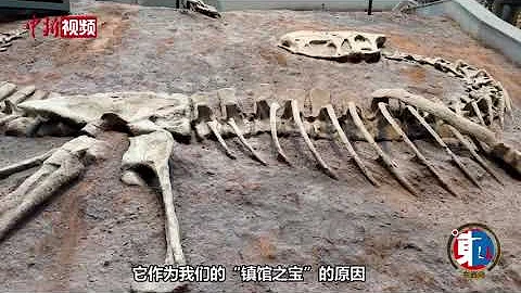 【东西问·镇馆之宝】从“吃素”到“吃肉”，这只“恐龙”何以扭转学界认知？ - 天天要闻