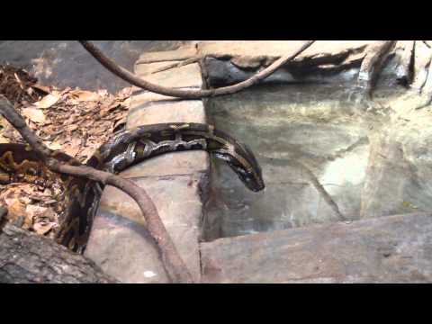 Burmese Python Drinking Water at Birmingham Zoo April 2014
