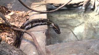 Burmese Python Drinking Water at Birmingham Zoo April 2014