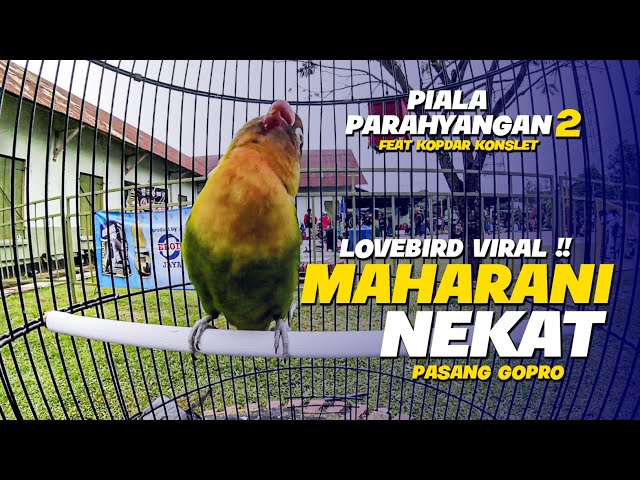 LOVEBIRD VIRAL !! NEKAT PASANG GOPRO - Maharani Satrio Jogja - Piala parahyangan2 ft Kopdar konslet class=