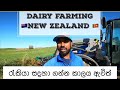 Silage feeding/Hoof trimming Dairy Farming In New Zealand
