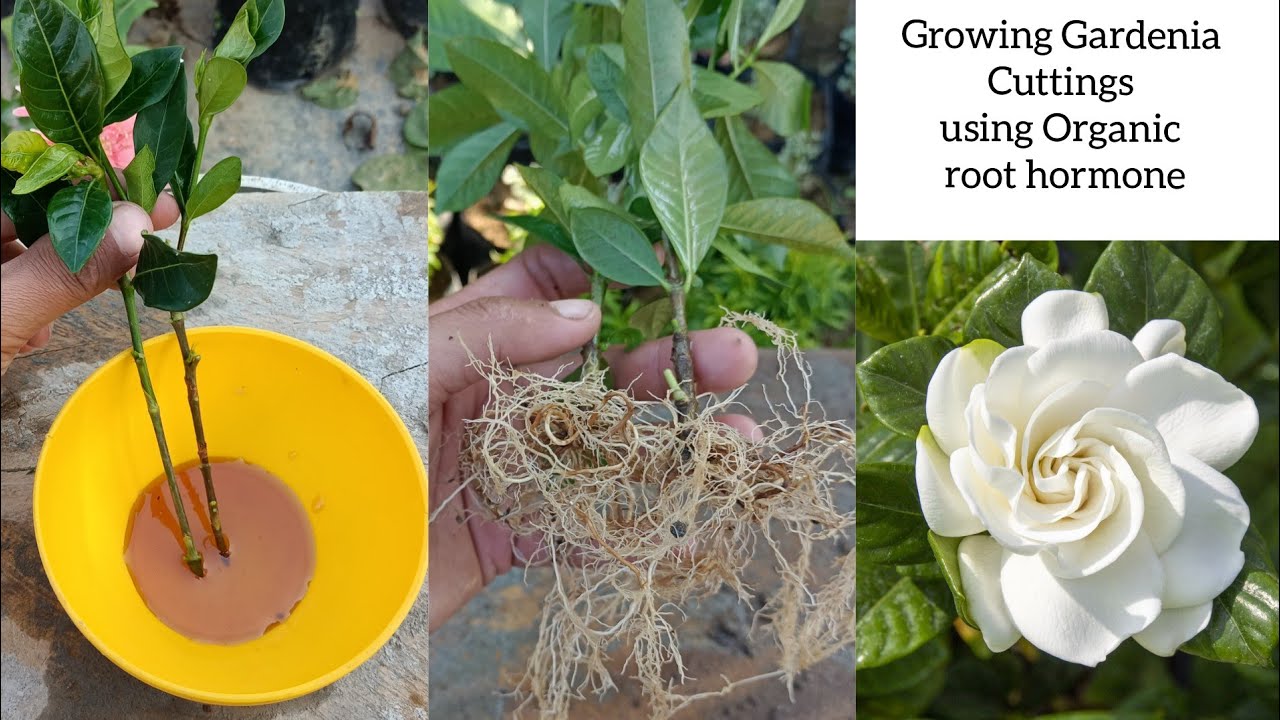 How to grow Gardenia plant from cuttings Grow plants cuttings Using