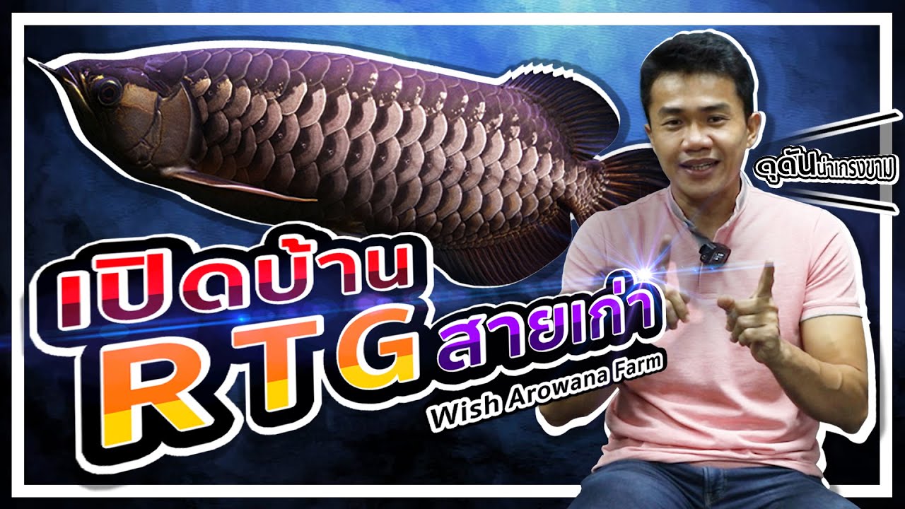 เปิดบ้าน!! RTG สายเก่า ปลามังกร (Wish Arowana Farm) - SNC STORY EP.20  #ปลามังกร #ปลาอโรวาน่า #RTG