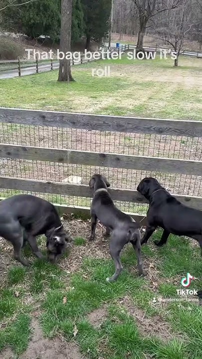 Cane Corso Protect Properly YouTube cane-corso-protect-properly-youtube