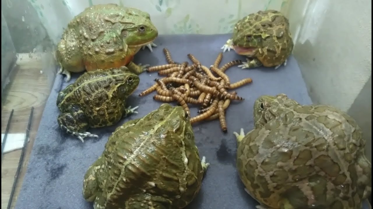 バジェットガエルの鳴き声 Youtube バジェットガエルの鳴き声 Youtube