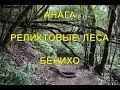 Анага. Реликтовые леса. Бенихо.