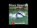  silure gant  fishing fish silure