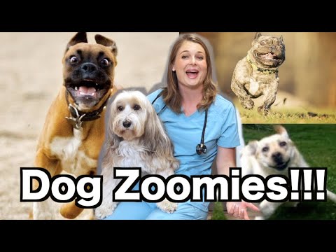 do dogs outgrow zoomies