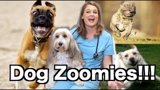 Why do dogs get the zoomies