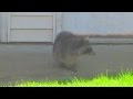 Raccoon with Canine Distemper