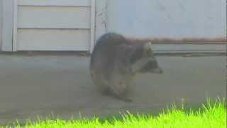 Raccoon with Canine Distemper