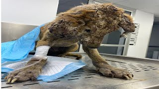Poor dog limped in severe mange on the roadside waiting for help by DogLife 371 views 2 years ago 7 minutes, 20 seconds