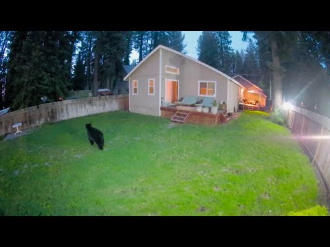 Mama Bear Chases Dogs and Owner || ViralHog