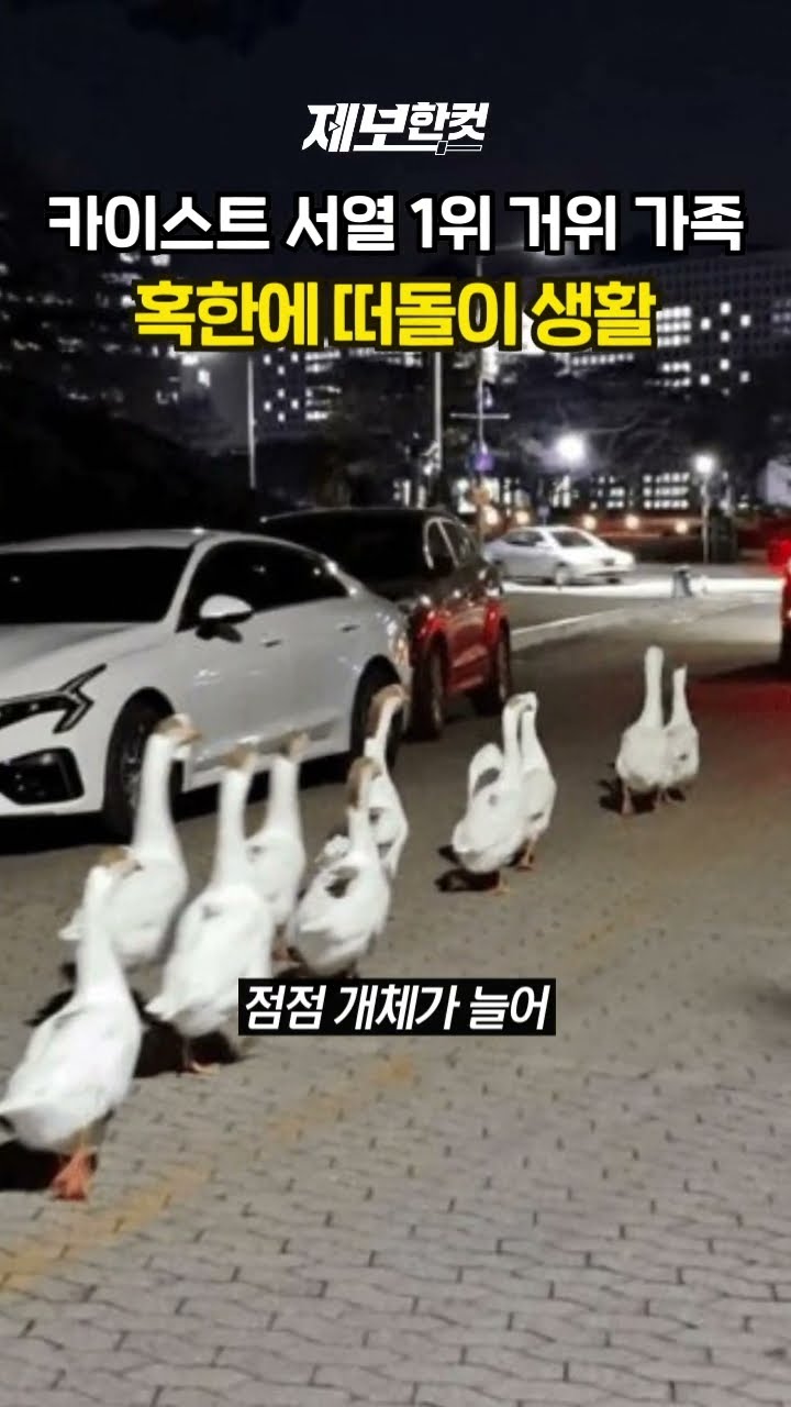 카이스트 서열 1위 거위 가족 혹한에 떠돌이 생활 [제보한컷] #shorts / YTN