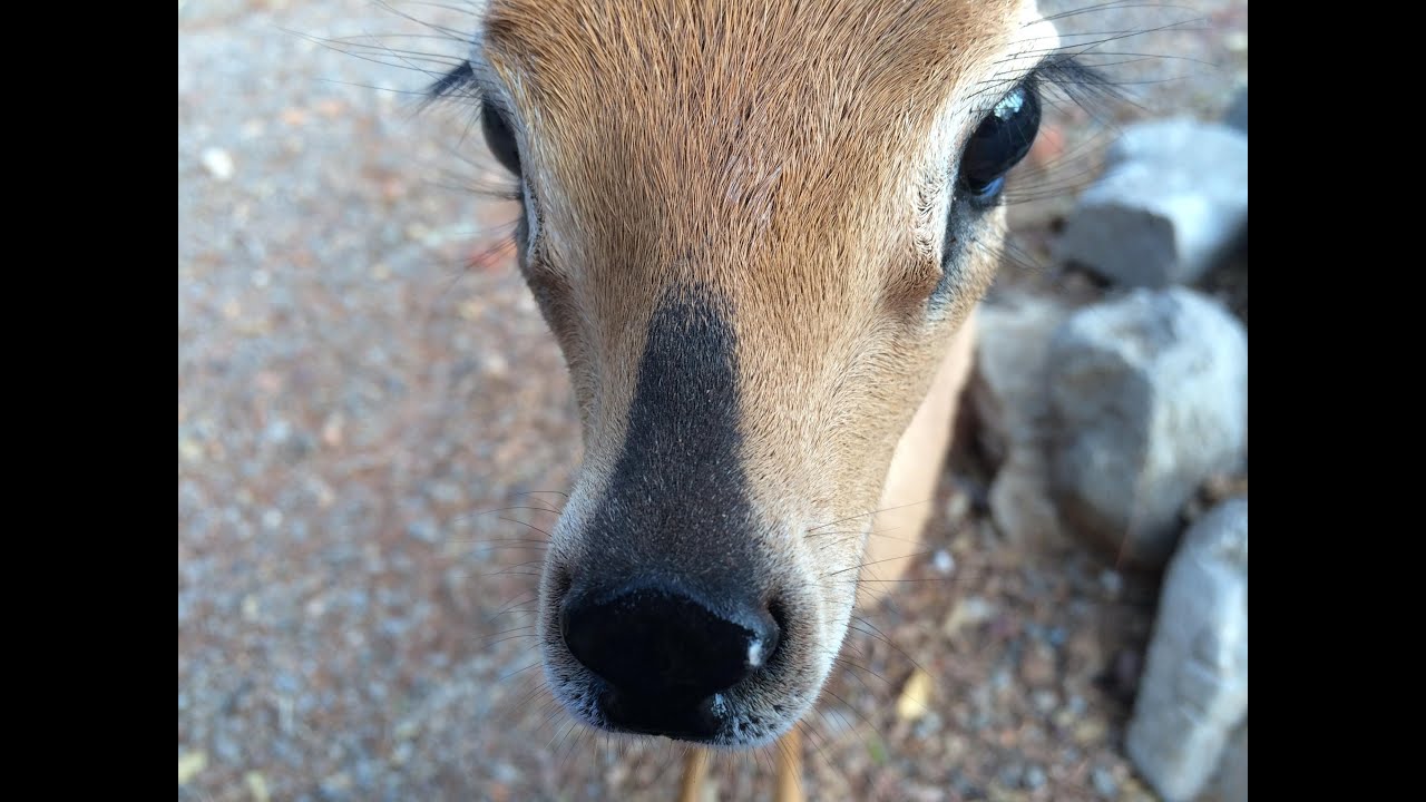Okutala - Shua the Steenbok