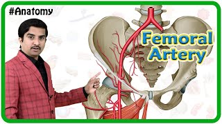 Femoral Artery Anatomy Animation - Origin Course Branches And Relations Usmle Review