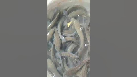 trại cá giống sơn phát phú yên cung cấp đầy đủ các loại cá giống ai cần LH:0372076731 gặp Mr sơn