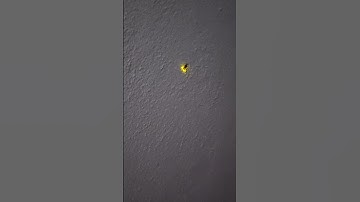lighting bug(fire fly bug) ... pls subcribe my channel 🤩🥰😍
