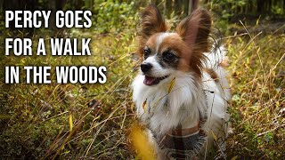 Percy Goes For a Walk in the Woods // Percy the Papillon Dog by Percy the Papillon 1,863 views 3 years ago 2 minutes, 19 seconds
