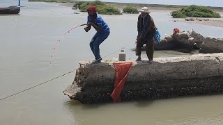 mangrove dhabbo creck bigsize barramundi catches Karachi Pakistan fishing video #Shakeelfishingfun