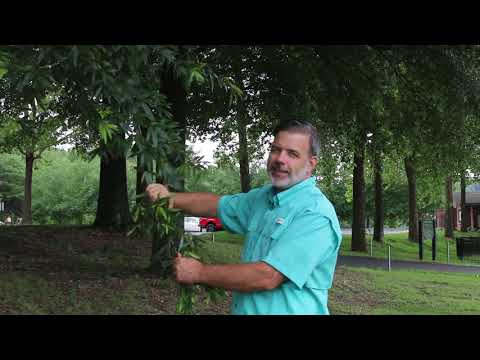Video: Gluosnio ąžuolo informacija: sužinokite apie gluosnių ąžuolų auginimą