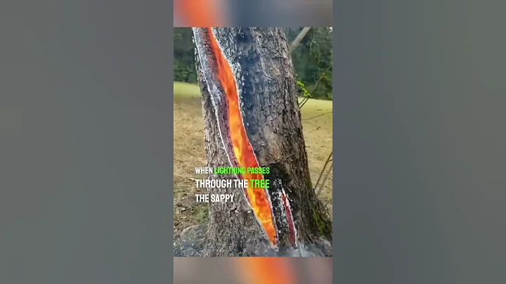 Lightning struck a tree and did this 😱 - DayDayNews