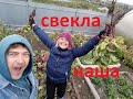 Наша свекла