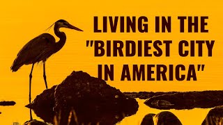 What It’s Like Living in the “Birdiest City in America” - My Story at TAMU Corpus Christi by J Birds 299 views 1 year ago 6 minutes, 17 seconds