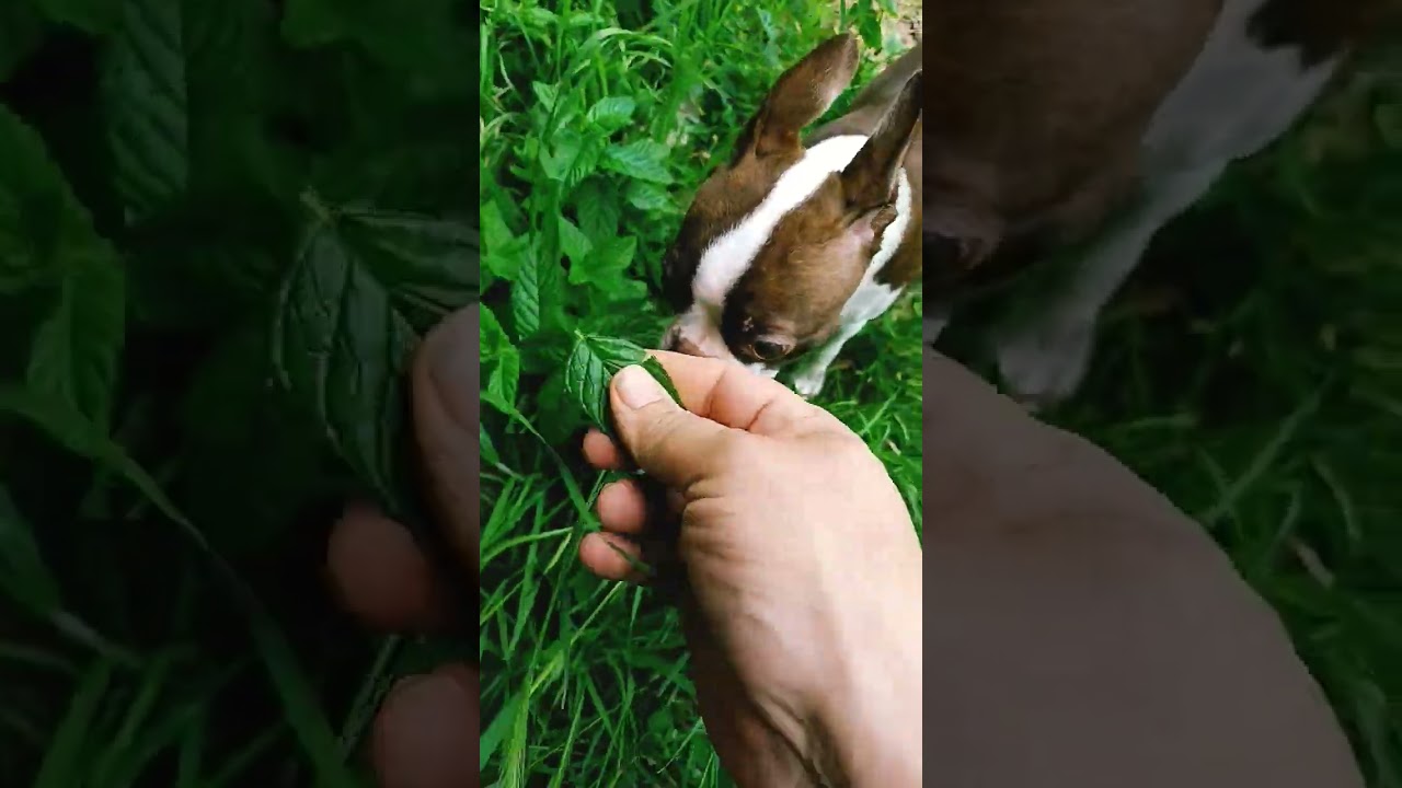 The smell of Mint is awesome!