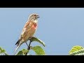Bird Song - The Linnet