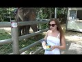 Слон ест кокос. Кормим слонов на Самуи