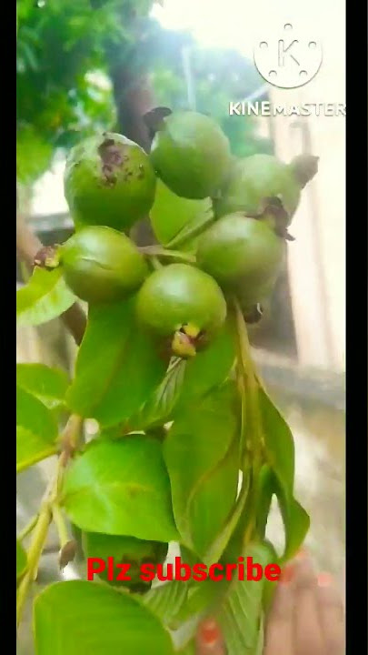 Guava fruit, koiya tree,#satisfying vedio#Shorts