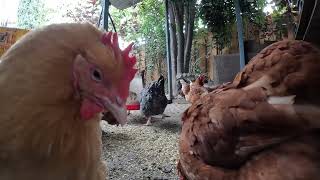 Backyard Chickens Fun Relaxing Chicken Coop Video Sounds Noises Hens Clucking Roosters Crowing!