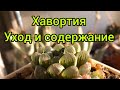 Хавортия.Уход и содержание.