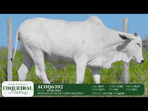 LOTE 03 ACOQ 6392