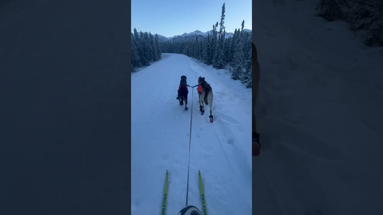 Skijoring is the ultimate adventure for active dogs and their humans! 