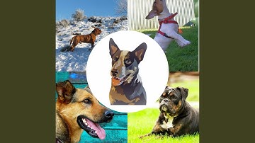 Groovy Ambience for Lazy Puppy Afternoons